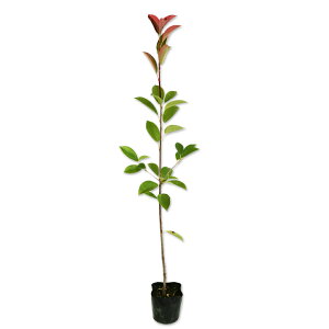 bhr 0.7m 10.5cm|bg c