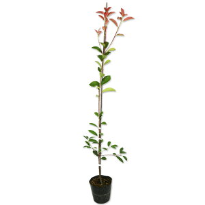 bhr 0.8m 15cm|bg 15{ c