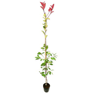 bhr 1.5m 15cm|bg 10{×2 c