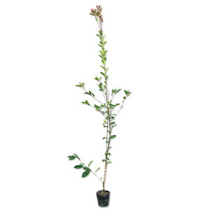 bhr 1.7m 15cm|bg 8{ c