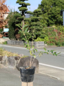 ME 0.4m 15cm|bg 10{ c