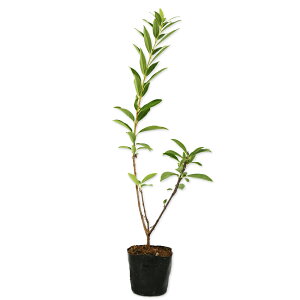 ME 0.5m 10.5cm|bg 30{ c