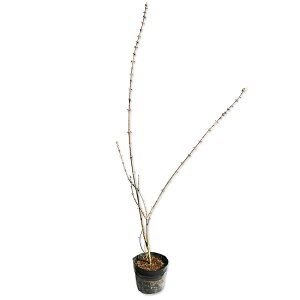 ME 0.8m 15cm|bg 10{ c