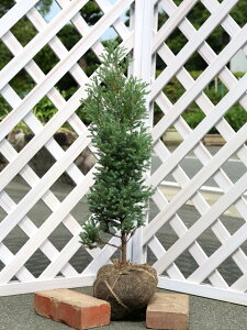 レッドスター 0.6m 露地 苗