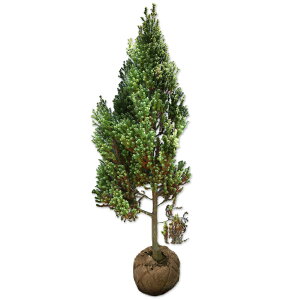 レッドスター 0.8m 露地 苗