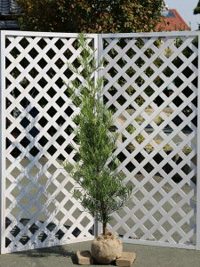 ナゴヤラカンマキ 1.5m 露地 苗木