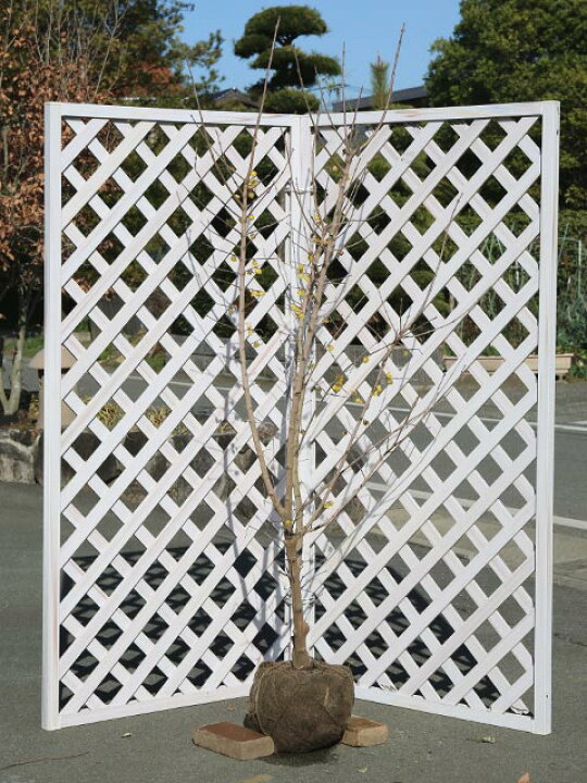 楽天市場】ロウバイ 1.5m 露地 苗木 : トオヤマグリーン