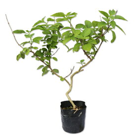 ランタナ ミラクルボール 10.5cmポット 苗