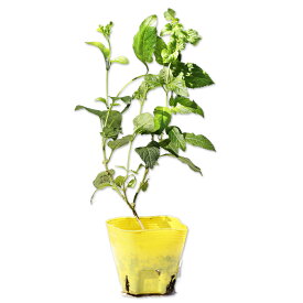 ランタナ 黄色 9.0cmポット 苗