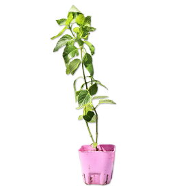 ランタナ ピンク 9.0cmポット 苗