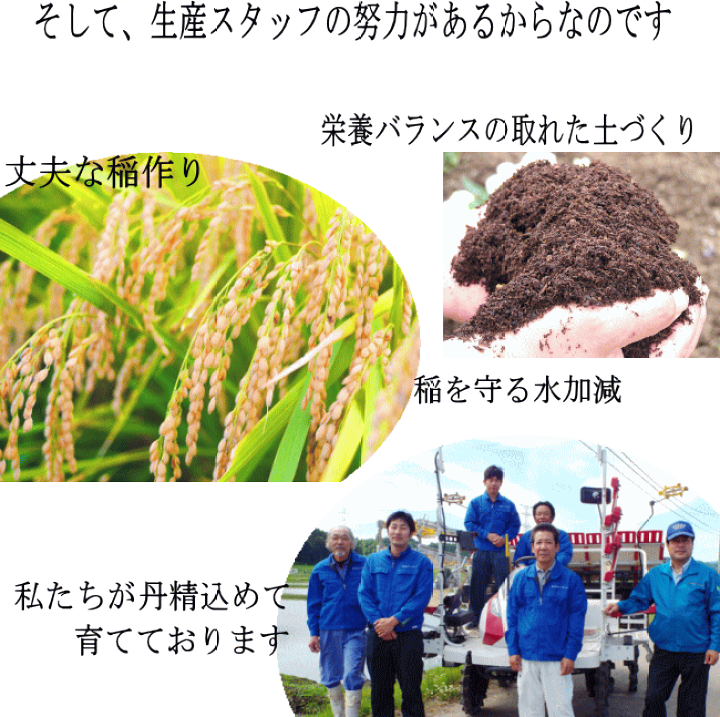 楽天市場】【数量限定・お一人様1袋まで】【令和6年宮城米 楽天市場】【数量限定・お一人様1袋まで】【令和6年宮城米