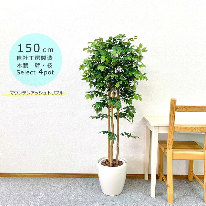 最低価格】観葉植物※お引き取り期間2023年9月19日〜10月末