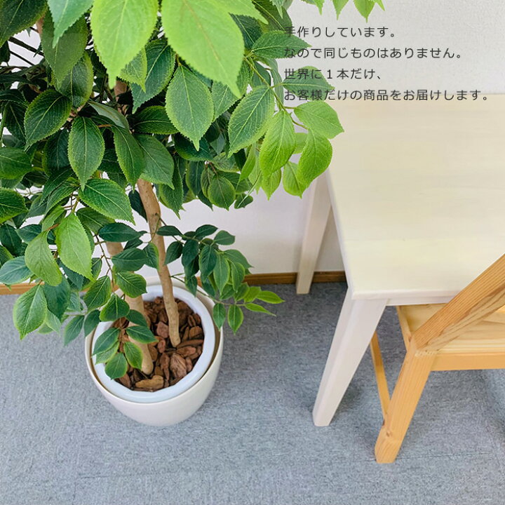 最低価格】観葉植物※お引き取り期間2023年9月19日〜10月末