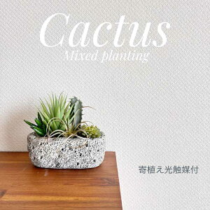 ���G�} �t�F�C�N�O���[�� ��A�� �T�{�e�� �����A�� �O���[�� �O���[ �X�g�[������ ��� �C���e���A ����