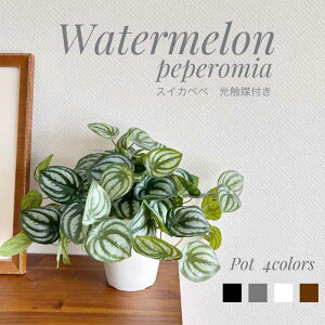 lHϗtA G}t XCJ؂ EH[^[yy~A TCY    D 4F _CeA tFCNO[