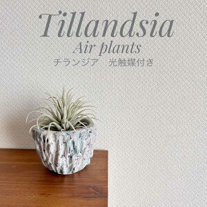 `WA G}t tFCNO[ O[Zg  i`CeA C TCY ̃O[  X܃fBXvC