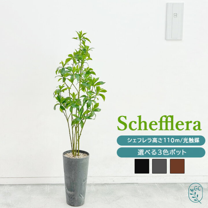 楽天市場】フェイクグリーン シェフレラ 高さ110cm 観葉植物 造花 