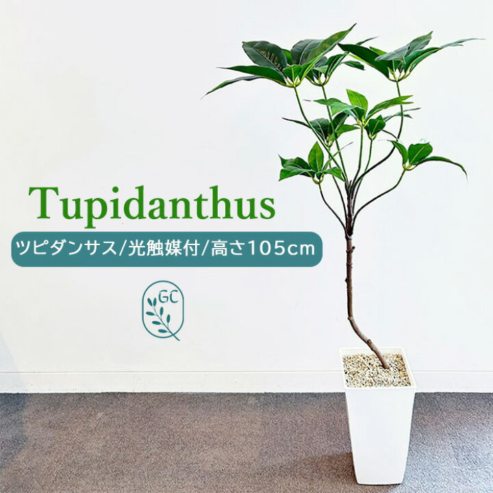 楽天市場】ツピダンサス 105cm 大型フェイクグリーン 樹脂製白鉢 人工 