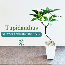 ツピダンサス 85cm フェイクグリーン 樹脂製白鉢 人工観葉植物 ドラセナ アーティフィシャルグリーン フェイク観葉植物 光触媒付 高品質