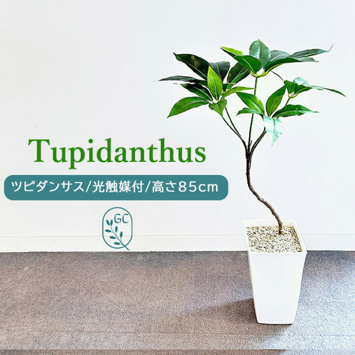 楽天市場】ツピダンサス 85cm フェイクグリーン 樹脂製白鉢 人工観葉 