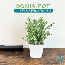 ソニア 白鉢 フェイクグリーン ミニ 卓上 光触媒付 観葉植物 フェイク 人工観葉植物 造花 人工 観葉植物 アーティフィシャルグリーン