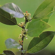 【バッチフラワーレメディ】フラワーレメディ　ホリー(HOLLY)　【15時までの注文で当日発送 正規品 バッ…