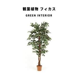 GreenInterior 観葉植物 フィカス 1124 B