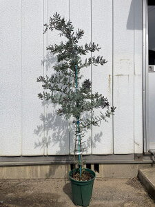 植木 盆栽 シンボルツリー ミモザの人気商品 通販 価格比較 価格 Com