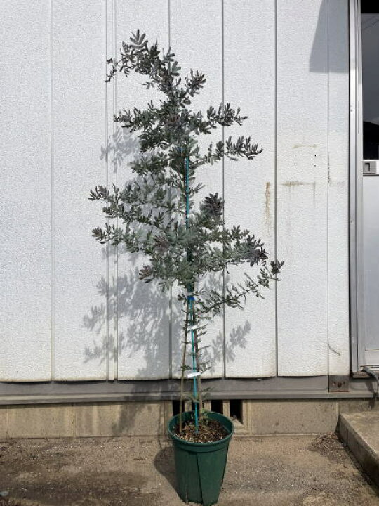 楽天市場 ギンヨウアカシア プルプレア 樹高1 8m前後 鉢底から 7号鉢 ミモザアカシア シンボルツリー 庭木 植木 常緑樹 常緑高木 送料無料 ぐりーんぐりーん 楽天市場 ギンヨウアカシア プルプレア 樹高1 8m前後 鉢底から 7号鉢 ミモザアカシア シンボルツリー 庭木 植木 常緑樹 常緑高木 送料無料 ぐりーんぐりーん