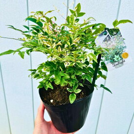 斑入り南天(フイリナンテン) トワイライト【送料無料】 5号 花木 庭木 植木 常緑樹 常緑低木 矮性性 わい性 大きくならない (PVP)