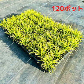 カグヤリュウ(かぐや竜)120ポット(40ポット×3ケース) タマリュウの仲間　玉竜の仲間【翌日発送可】　グランドカバー　下草　草抑え (PVP)【送料無料】