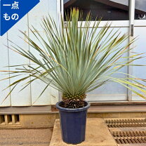楽天市場】ユッカ ロストラータの通販