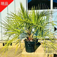 【現品発送】 ココスヤシ 10号 樹高1.2-1.3m(鉢底から) 南国 苗木 シンボルツリー ヤシノキ 椰子の木 庭…