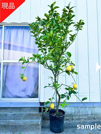 【現品発送】レモンの苗木 リスボン 9号 樹高2.1-2.4m(鉢底から) レモンの木 レモン 接木苗 果樹苗 柑橘苗 シンボルツリー 庭木 植木 常緑樹 常緑高木