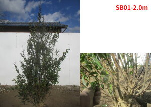 yizVoC 1.8-2.0m(܂܂)nCmL nCmL V{c[@؁@A؁@Ύ@΍؁yz