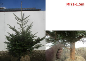 【現品発送】もみの木（モミノキ）樹高1.4-1.5m(根鉢含まず)苗 ウラジロモミノキ クリスマスツリー クリスマス【送料無料】