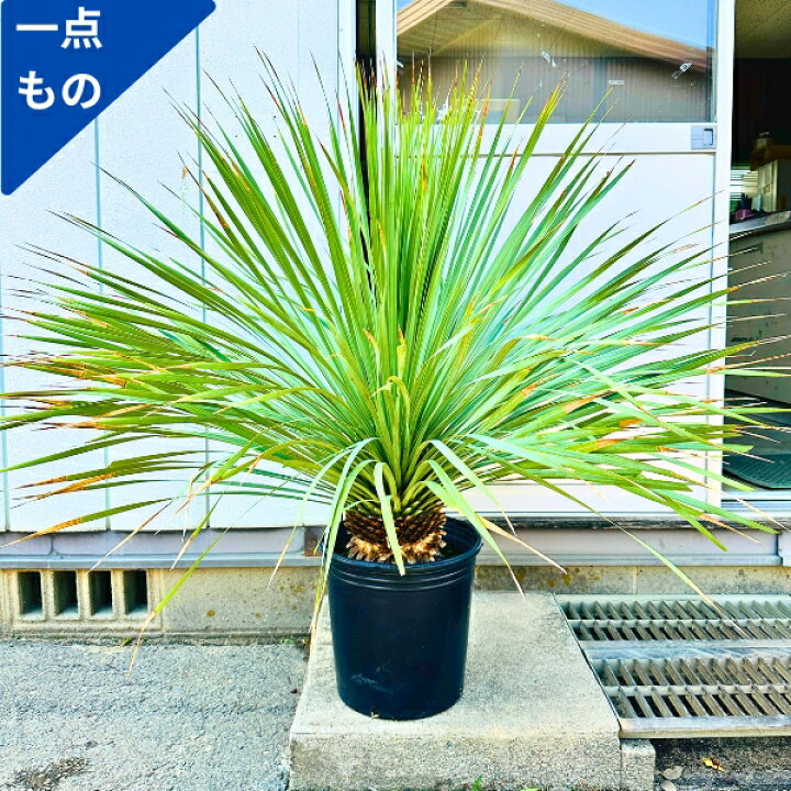 楽天市場】【一点もの】ユッカ ロストラータ 10号鉢 1.0m(鉢底から)幅 