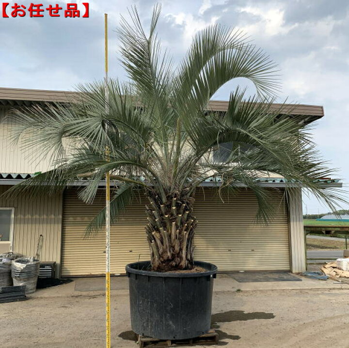 楽天市場】【直接引き取りのみ】ココスヤシ樹高約3.5m(根鉢含まず)南国 