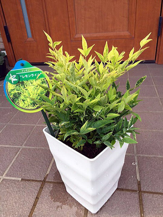 楽天市場 珍しい 海外から来たレモンライムのナンテン オシャレで大きめ6号鉢 鉢植え 化粧鉢 庭木 植木 常緑樹 常緑低木 Pvp 送料無料 ぐりーんぐりーん