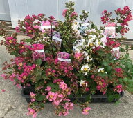 【スーパーセール10%OFF】大きくならない矮性のサルスベリ 5品種セット 百日紅 苗木 苗 花木 庭木 植木 …