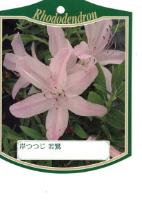 植木 盆栽 常緑樹 つつじの人気商品 通販 価格比較 価格 Com 植木 盆栽 常緑樹 つつじの人気商品 通販 価格比較 価格 Com