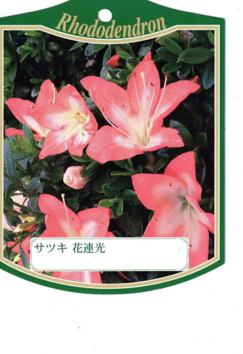楽天市場 6本セットサツキツツジ 五月ツツジ 花連光 カレンコウ 花木 庭木 植木 常緑樹 常緑低木 送料無料 ぐりーんぐりーん