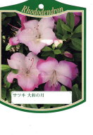 12本セットサツキツツジ(五月ツツジ) 大和の月（ヤマトノツキ）紫花一重約0.3m(根鉢含む) 花木 庭木 植木…