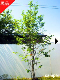 【現品発送】ジューンベリー 株立ち 樹高2.3-2.5m(根鉢含まず）シンボルツリー 苗木 庭木 植木 落葉樹 落葉高木【送料無料】