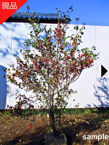 yizEhL 1.0-1.2m(܂܂jX c V{c[ A G t@t؁yz