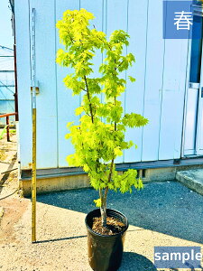 yX[p[SALE10%OFFz~W IIC^CQc W[_ 9 1.5mO(ꂩ) c c gt JGf A c gt V{c[  A t t؁yz