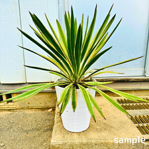 bJ OIT oGK[^ 10 0.8mO(ꂩ) 0.8mO  hCK[f c V{c[  A Ύ Β؁yz