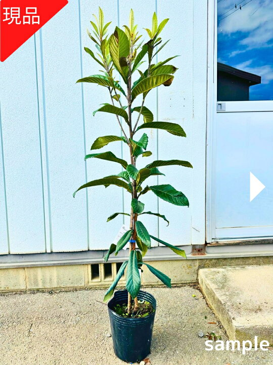 楽天市場】【現品発送】大実 ビワの木 なつたより 8号 樹高1.8-1.9m(鉢 