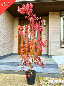 yizxjV_~W g}gt 1.5-1.7m(܂܂jc V{c[  A t@t؁yz