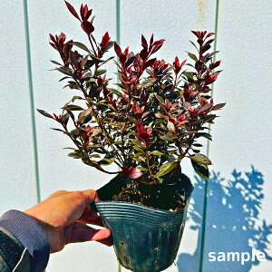 ԗtccW Jbp[Go[ 5 yz tccW c c Ԗ  A Ύ Β ̓